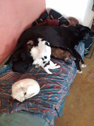Puppies on a mattress
